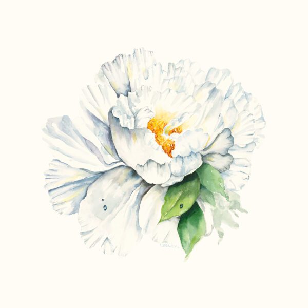 White Peony Watercolour