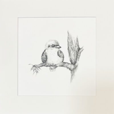 Baby Kookaburra Pencil Drawing