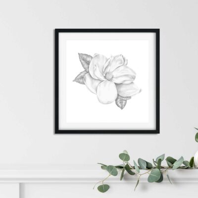 Magnolia Pencil Drawing