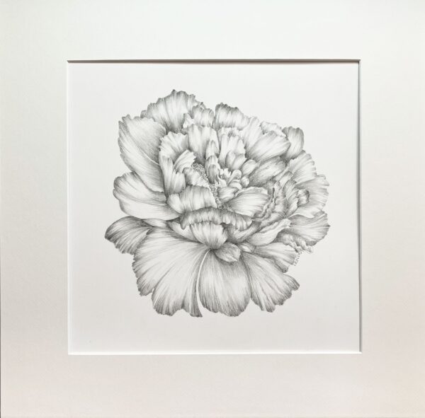 Peony Original Pencil Drawing