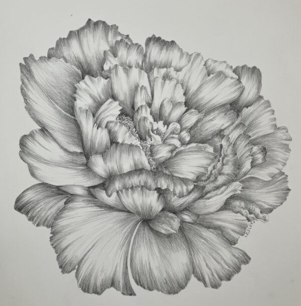 Peony Original Pencil Drawing