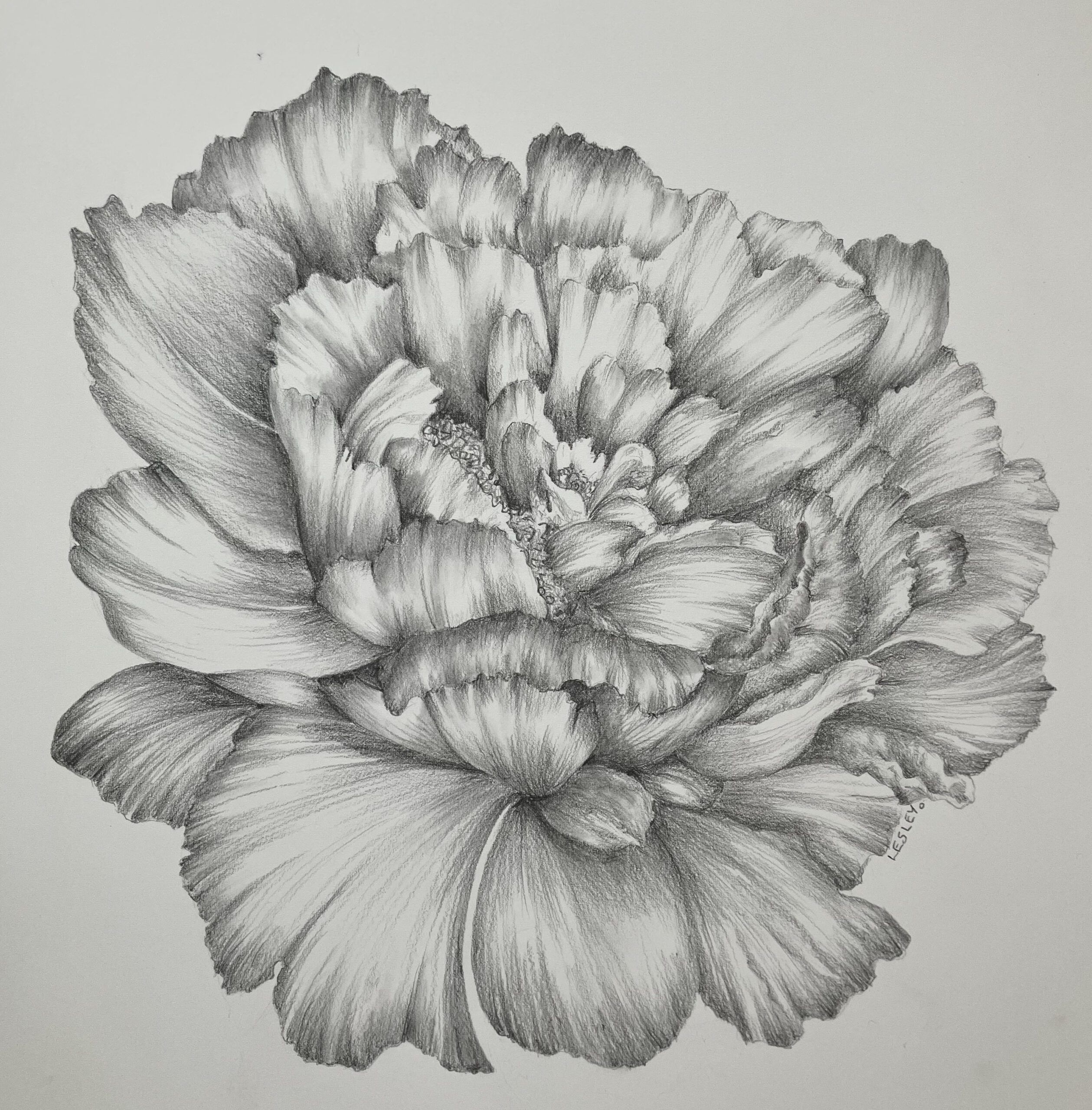 Peony Pencil Drawing Limited Edition Print | Lesley Davies Art