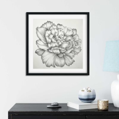 Peony Pencil Drawing Limited Edition Print