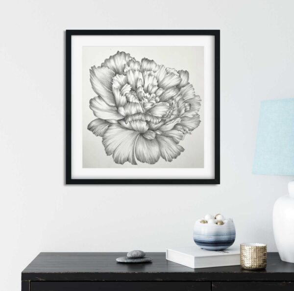 Peony Pencil Drawing Limited Edition Print