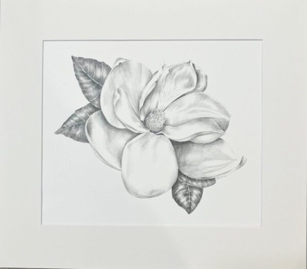 Magnolia Original Pencil Drawing